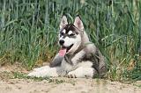 SIBERIAN HUSKY 132